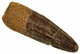 Fossil Spinosaurus Tooth - Real Dinosaur Tooth #329685-1